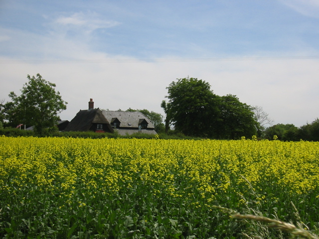 Fields of rape plant near Woodman Inn